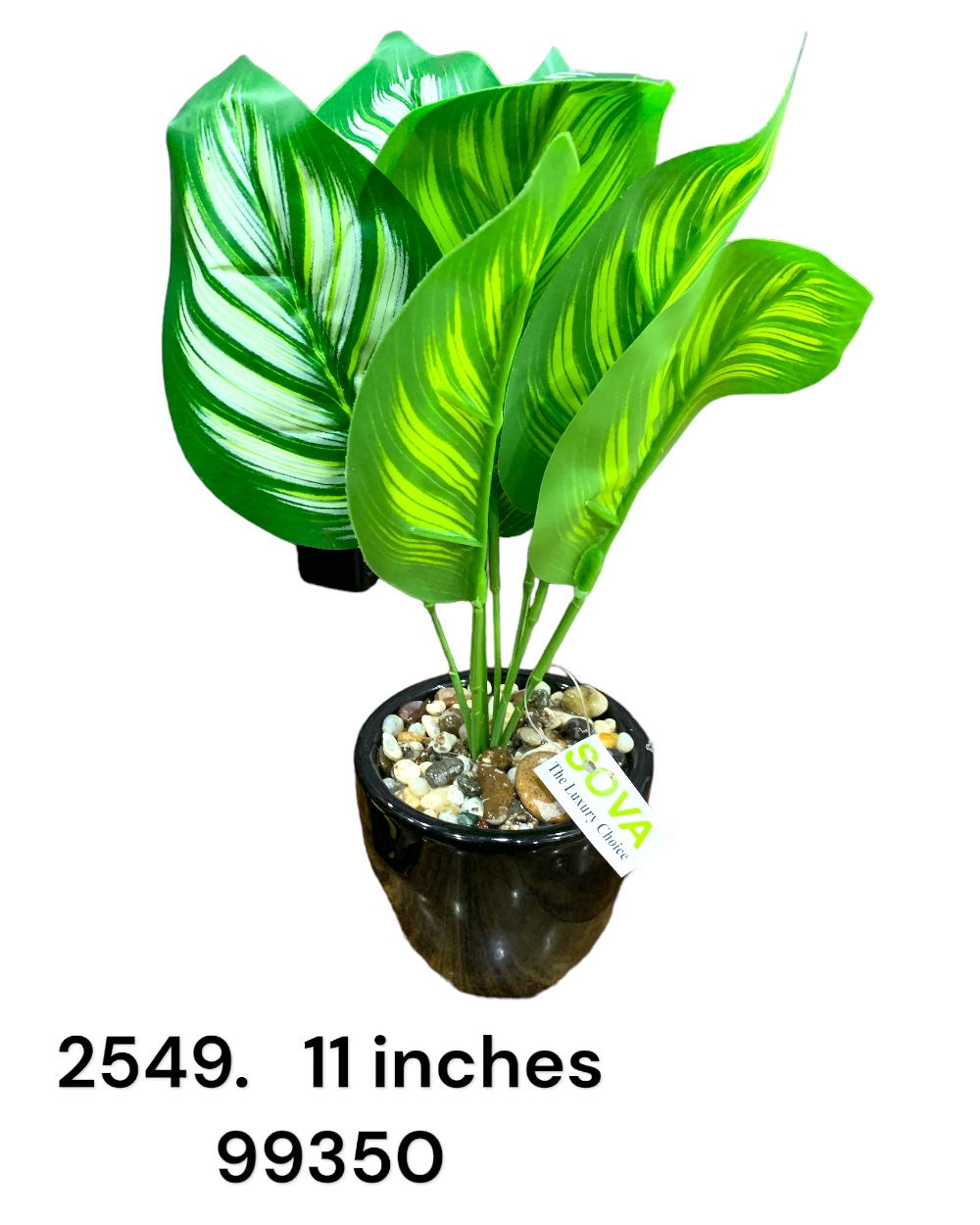 2549 (24)-POT
